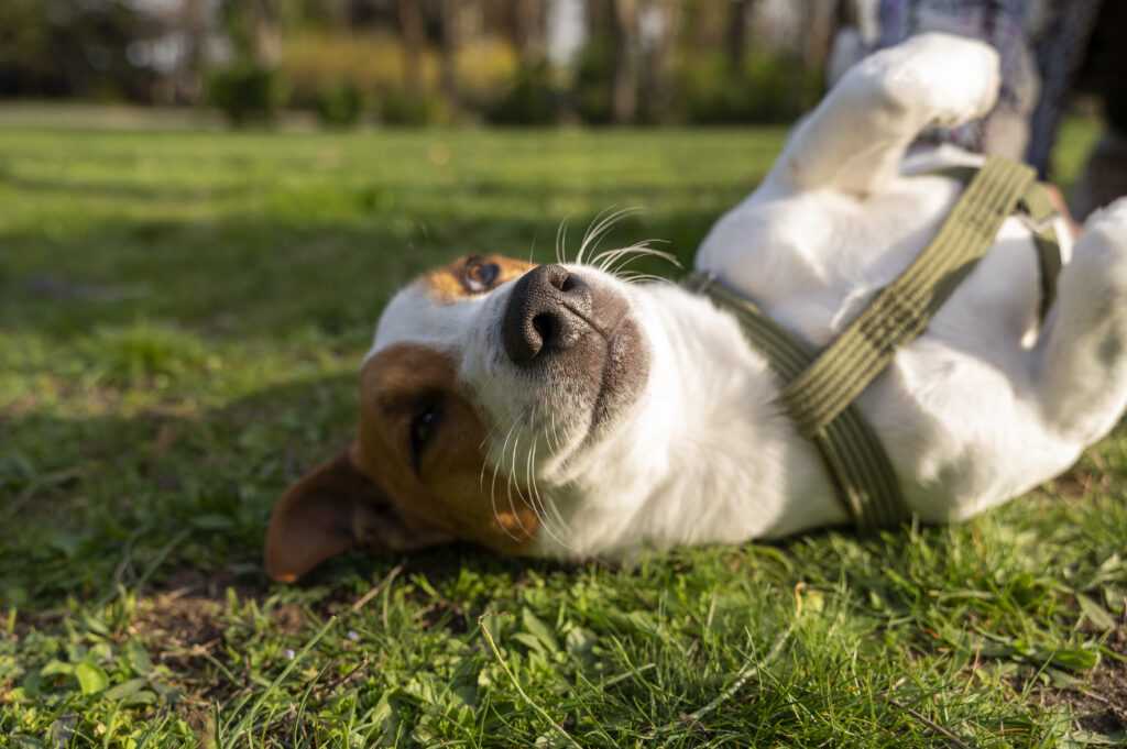 5 tipp, hogy kutyád boldogabb és egészségesebb legyen minden nap