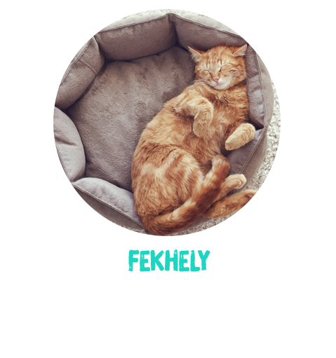 macska_fekhely