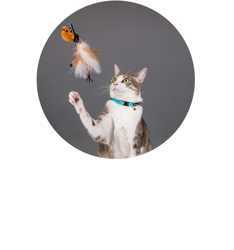 macska jéték